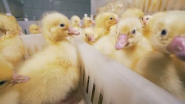 Tavuk çiftliği, tarım kavramı. Füssing ve kaynıyor bebek ördek yavrusu yakın çekim