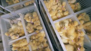 Plastik kaplar en iyi görünümü'nde yeni doğan ördek yavrusu dolu bol