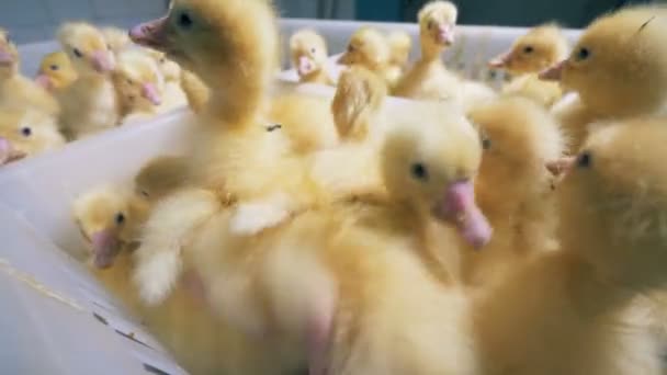 Los patitos recién nacidos se amontonan en un contenedor — Vídeo de stock