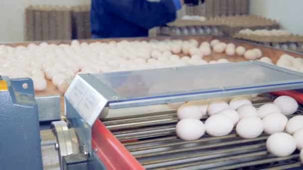 Een persoon packs eieren, close-up. — Stockvideo