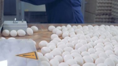 Çiftlik işçisi yumurta paketi, yan görünüm koyar..