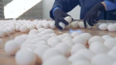 Kümes hayvanları işçi yumurta onları kutulara paketi için kapmak. 4k.