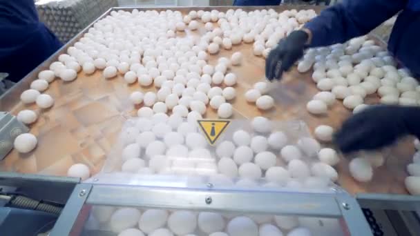 Los huevos se clasifican en una granja. Personas empacando huevos en cajas especiales para la venta en una granja avícola . — Vídeo de stock