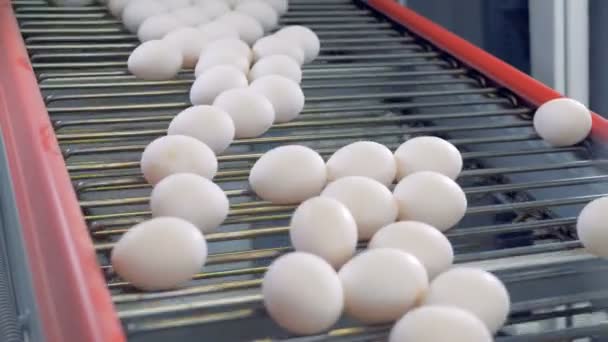Fazla yumurta bir konveyör gidiyor. Tavuk çiftliği bir satıra taze yumurtalar. — Stok video