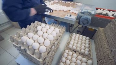 İşçiler bir çiftliği'nde metal bir konveyör yakınındaki karton kutular içine yumurta koymak. 4k.