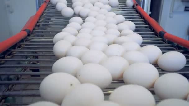 Many eggs on an automated conveyor, close up. — Stock Video