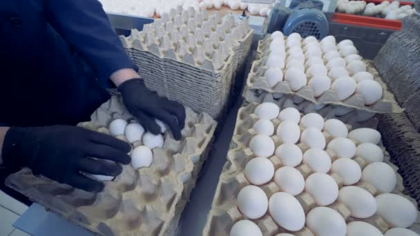 Bedrijfsmedewerker legt eieren op een kartonnen dienblad, opgeslagen in stapels. — Stockvideo