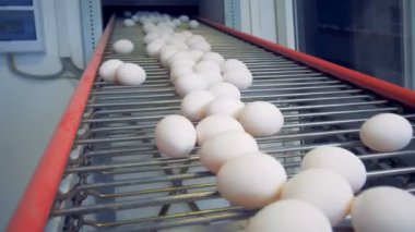 Kümes hayvanları konveyör çalışma, yakın çekim.
