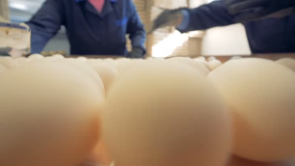 Trabajadores clasificando muchos huevos, de cerca . — Vídeo de stock