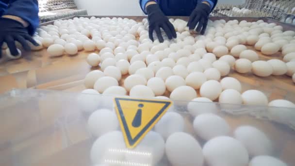 Processo de classificação em uma granja de aves. As pessoas separam os ovos, tirando-os de uma bandeja para embalar . — Vídeo de Stock