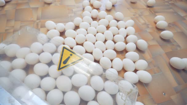 Viele weiße Eier auf einem Tisch, Draufsicht. Arbeiter greift nach Eiern auf einem Tisch auf einem Bauernhof. — Stockvideo