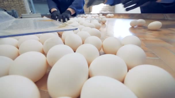 Weiße Eier auf einem Sortiertisch in einer Geflügelfarm, aus nächster Nähe. — Stockvideo