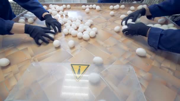 Arbeiter nehmen in einer Fabrik viele Eier, um sie in Kartons zu packen. — Stockvideo