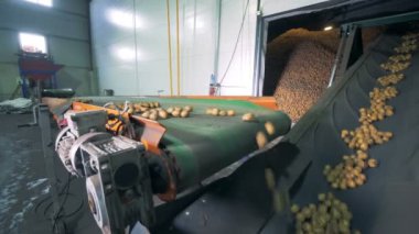 Patates fabrikası ile hareketli bir konveyör bant