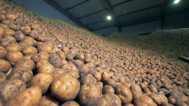 Massiv belopp av potatis i ett förråd. Jordbruk jordbruk koncept. — Stockvideo