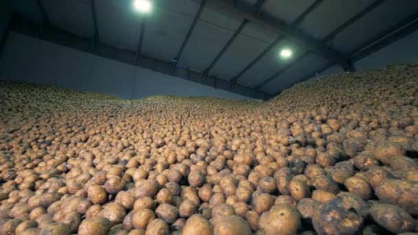 Depósito lleno de papas. Concepto de agricultura . — Vídeos de Stock