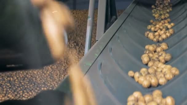 Potatoes are falling onto the conveyor belt and moving along it. Agriculture farming concept. — Stock Video