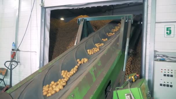 Un convoyeur industriel déplace des pommes de terre dans une installation d'entreposage — Video