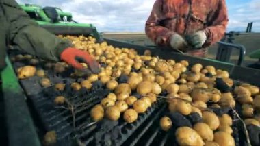 Patates ve iki profesyoneller tarafından düzenlenen kir sıralama işlemi