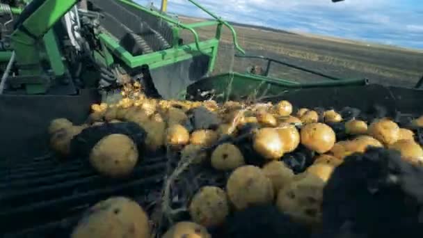 Primer plano de las patatas que se mueven a lo largo de la cinta transportadora de una cosechadora. Concepto de cosecha . — Vídeos de Stock