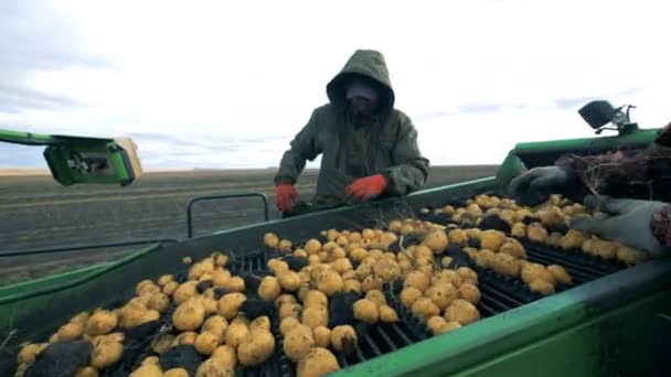 Takken zijn krijgen geregeld van de aardappelen door twee werknemers — Stockvideo