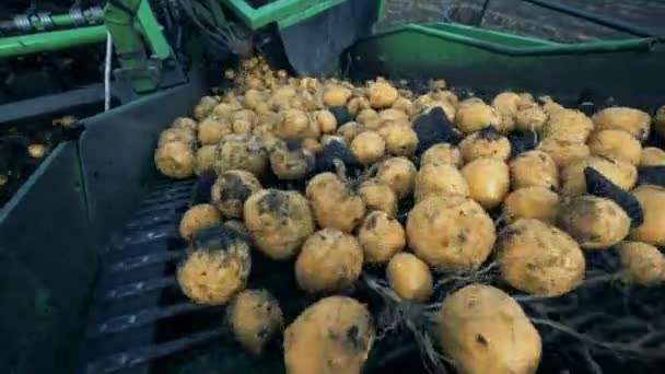 Aardappelen Zijn Beweging Van Transportband Met Natuurlijke Huisvuil — Stockvideo