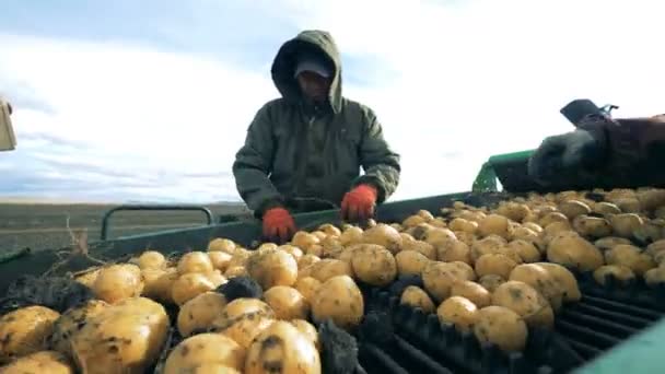 Geoogste aardappelen op de gordel worden krijgen schoongemaakt van takken door twee specialisten — Stockvideo
