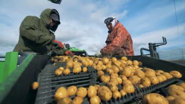 La suciedad y las ramitas están siendo limpiadas de las patatas excavadas por los trabajadores — Vídeos de Stock