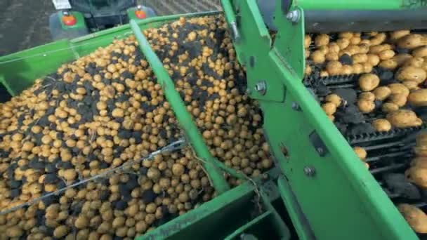 Potatis och bitar av smuts är glidande längs transportbandet av lastbilen — Stockvideo