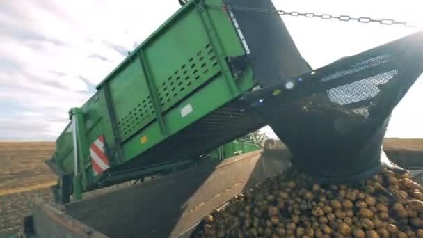 Muchas papas están siendo arrojadas por una máquina recolectora en un contenedor — Vídeos de Stock