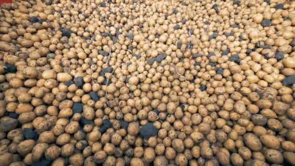 Montes de batatas num armazém. Colheita, Conceito de agricultura . — Vídeo de Stock