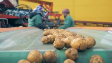 Kazdık-out patates ışınlama sıralama sonra düşer. Hasat kavramı.