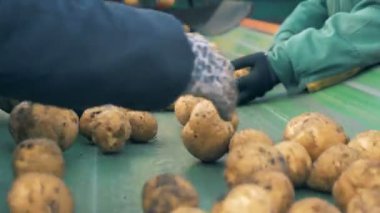 İşçiler ellerini patates yumrular konveyör üzerinde sıralama
