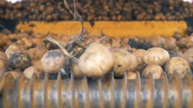 Patates yumrular bir tarım mekanizması içinde hareket ediyor. Hasat kavramı.