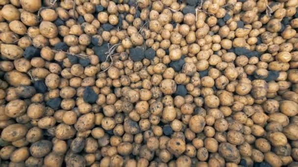 Muitas batatas em uma vista superior. Conceito de colheita . — Vídeo de Stock