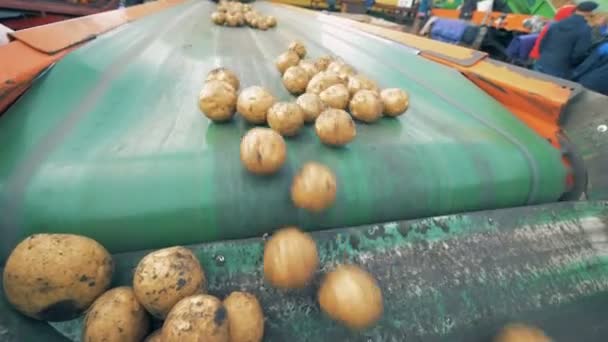 Le patate stanno cadendo dal nastro trasportatore in un sacco. Concetto di raccolta . — Video Stock