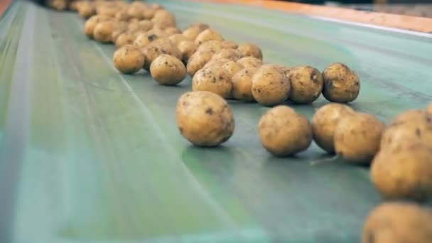 Transportören bälte med massor av potatis som rör sig längs den. Skörda koncept. — Stockvideo