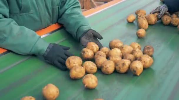 O inspetor de fábrica está removendo batatas defeituosas da correia transportadora — Vídeo de Stock