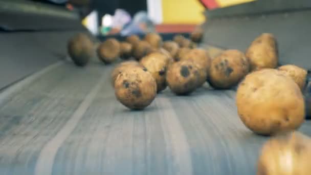 Tubérculos de patata cayendo sobre y desde el transportador. Concepto de agricultura . — Vídeos de Stock