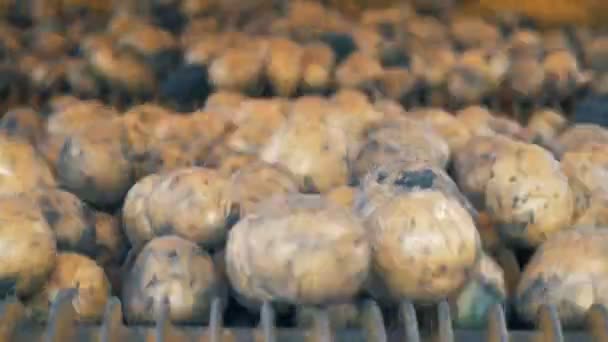 Newly dug-out potatoes inside of an industrial machine. Harvesting concept. — Stock Video