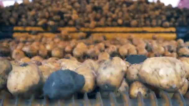 Los tubérculos de patata se mueven y caen de un mecanismo de cosecha. Concepto de agricultura . — Vídeos de Stock