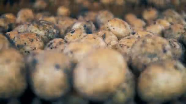 Wiele bulw ziemniaka, przenoszenie i toczenia w maszyny rolniczej. Koncepcja świeży żniwa — Wideo stockowe