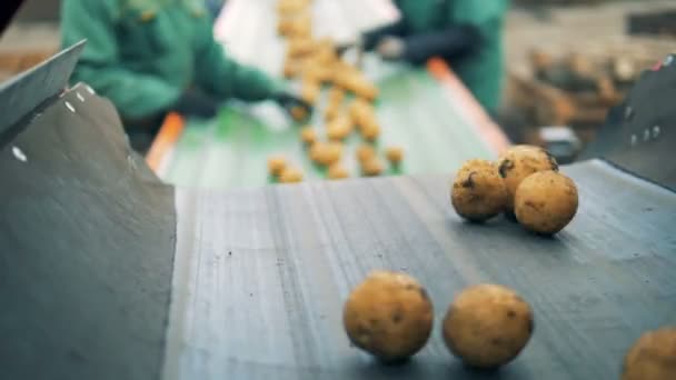 Dopravník s brambory pohybující se podél ní. Čerstvá sklizeň proces řazení. — Stock video