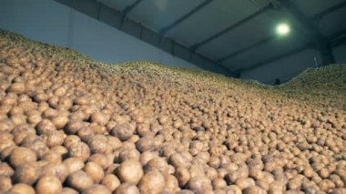 Büyük fabrika, depo tesisi taze kazdık-out patates ile dolu. Tarım tarım kavramı.