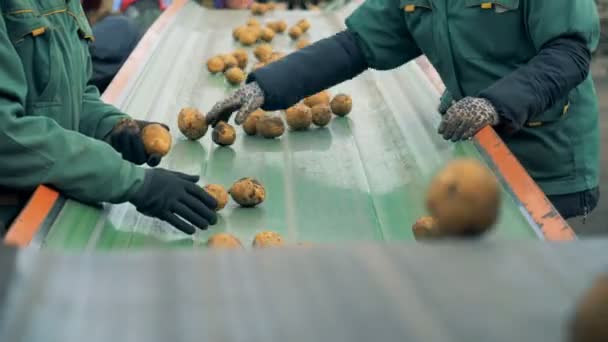 Fabrieksarbeiders zijn aardappelen op de vervoerder gordel sorteren. Verse oogst sorteren proces. — Stockvideo