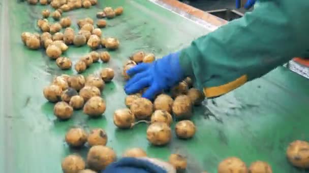 Conceito de agricultura. Tubérculos de batata estão sendo removidos do transportador de fábrica . — Vídeo de Stock