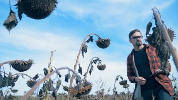 Man kijkt naar dode zonnebloemen op een landbouw-veld tijdens een droogte. Beschadigde gewas concept. — Stockvideo