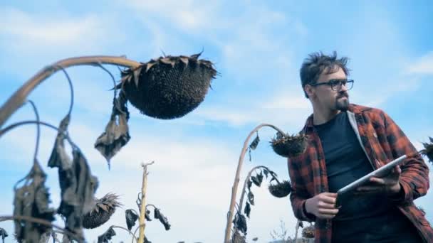 Man op zoek naar gedroogde gewassen op een landbouwgrond. Opwarming van de aarde totaalconcept. — Stockvideo