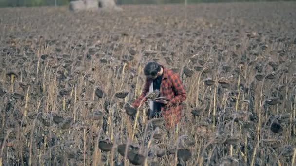 Um homem a verificar o campo com colheitas falhadas. Conceito de aquecimento global . — Vídeo de Stock