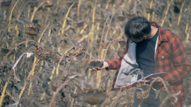 A man eats sunflower seeds on a field with dried crops. Global warming concept. — Stock Video